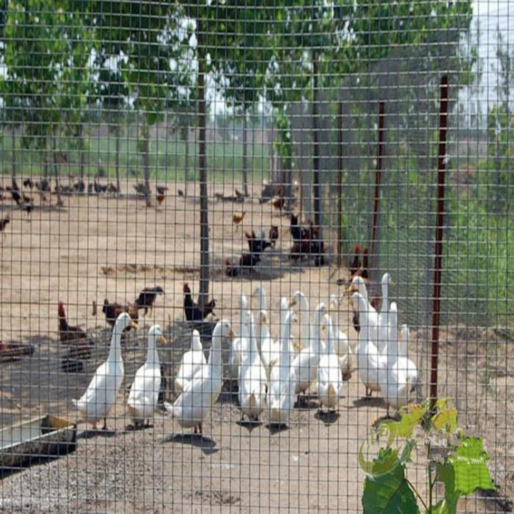 菜園果園圍養(yǎng)殖圍欄防牲畜護(hù)欄網(wǎng)圖片3